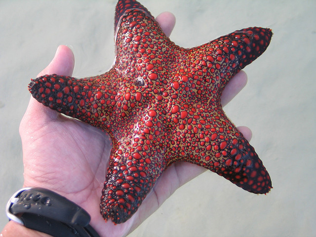 160511-starfish_David Quitoriano